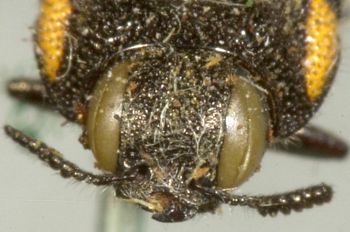 Media type: image;   Entomology 8022 Aspect: head frontal view